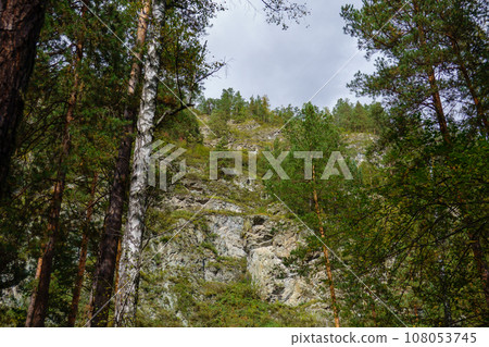 Low angle view of trees in forest on Altai mountains, Siberia, Russia 108053745