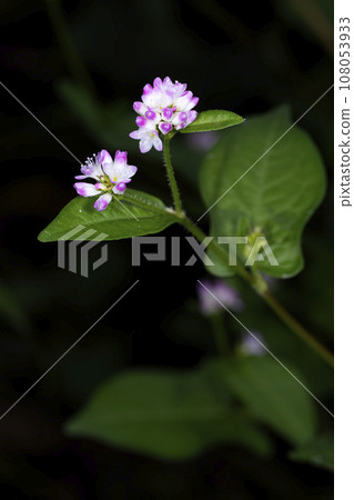 Mizosoba 108053933