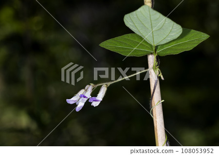 Yellow bean Yellow bean 108053952