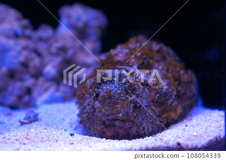 石魚偽裝成石頭 108054339