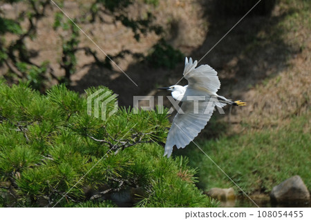little egret flapping its wings 108054455