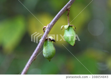 Actinidia fruit (normal fruit without insects) 108054843