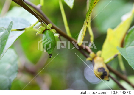 Actinidia fruit (normal fruit without insects) 108054878