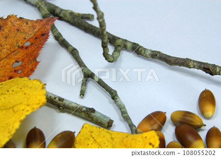 Background of yellow fallen leaves and twigs Background of yellow fallen leaves and twigs 108055202