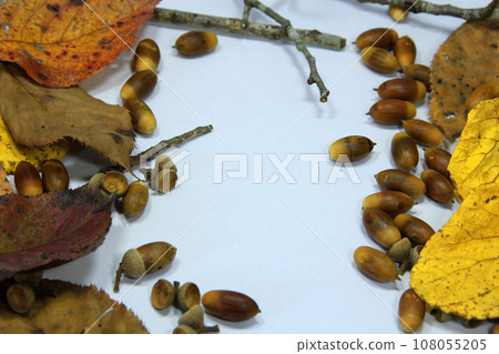 Frame of fallen leaves, twigs and acorns 108055205