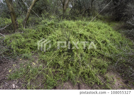 Calden forest landscape, Geoffraea decorticans plants, La Pampa province, Patagonia, Argentina. 108055327