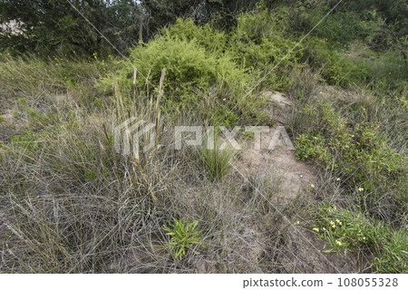 Calden forest landscape, Geoffraea decorticans plants, La Pampa province, Patagonia, Argentina. 108055328