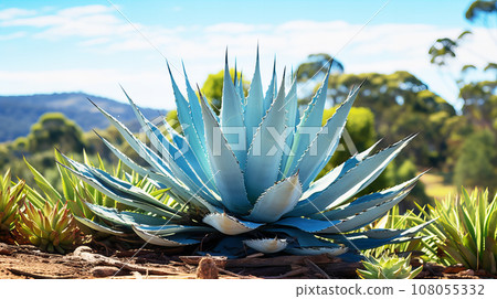 Agave (Agave orchid) 108055332