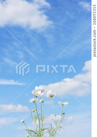 White cosmos and sky (funeral image) 108055353