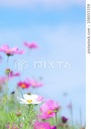 Autumn white cosmos and sky vertical 108055359