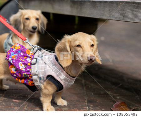 Dachshund taking a walk in the park 108055492