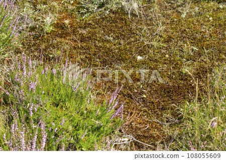 Background of green and brown moss and lowering heather in August on the Fischbeker Heide, Hamburg, Germany. High quality photo 108055609