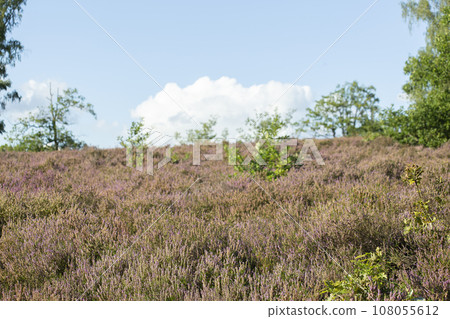 Sweeping view over a blooming heath landscape, the top of the hill against the blue sky. High quality photo Sweeping view over a blooming heath landscape, the top of the hill against the blue sky. High quality photo 108055612