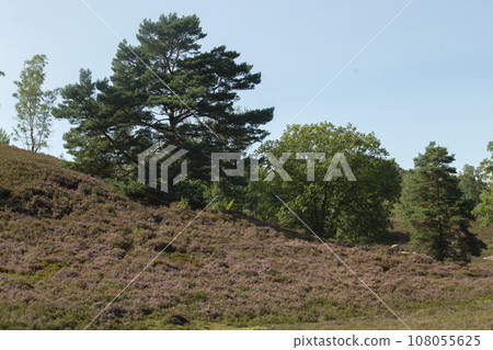 Sweeping view over hilly landscape of Fields o flowering heather on the outskirt of the Fischbeker Heide, Hamburg, Germany. High quality photo Sweeping view over hilly landscape of Fields o flowering heather on the outskirt of the Fischbeker Heide, Hamburg, Germany. High quality photo 108055625