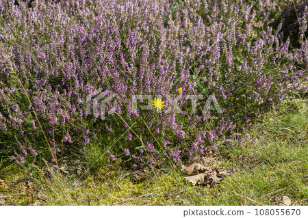Background of During the heather blossom in August on the Fischbeker Heide, Hamburg, Germany. . High quality photo 108055670