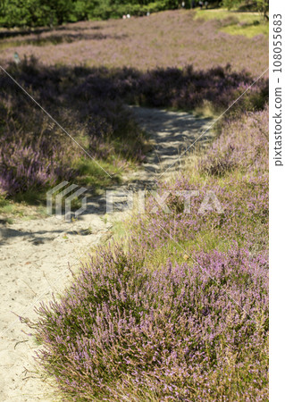 Sandy path in a feld of heather blossom in August on the Fischbeker Heide, Hamburg, Germany. Vertical frame. High quality photo 108055683