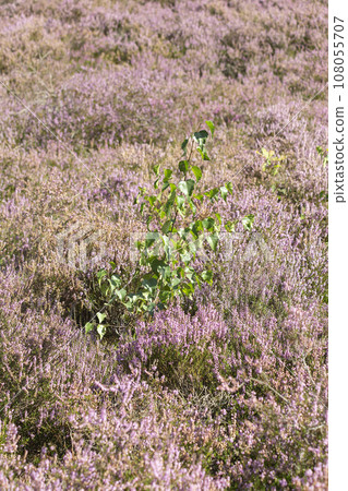 Birch tree sprout in During the heather blossom in August on the Fischbeker Heide, Hamburg, Germany. Vertical frame. High quality photo 108055707