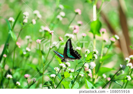 Blue-winged swallowtail sucking nectar from Mizo-buckwheat Blue-winged swallowtail sucking nectar from Mizo-buckwheat 108055916