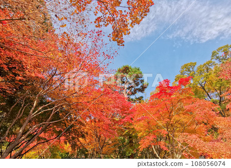 Fall maple leaves foliage in orange and green colour in deep forest of Autumn in Seoul, South Korea Fall maple leaves foliage in orange and green colour in deep forest of Autumn in Seoul, South Korea 108056074