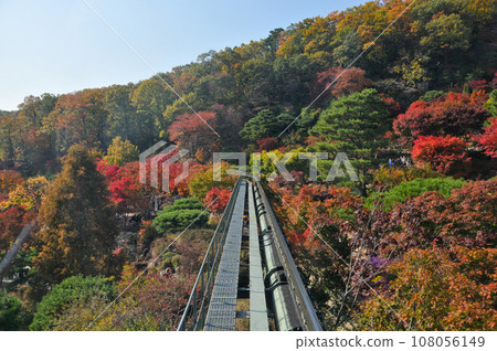Hwadam Forest Botanic Garden small shuttle train car metal railway to Red Orange maple leaves trees in deep forest with beautiful colourful Autumn foliage trees scenery. 108056149