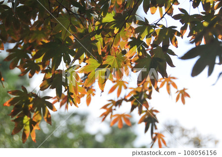 Fall maple leaves foliage in orange and green colour in early Autumn in Korea Fall maple leaves foliage in orange and green colour in early Autumn in Korea 108056156
