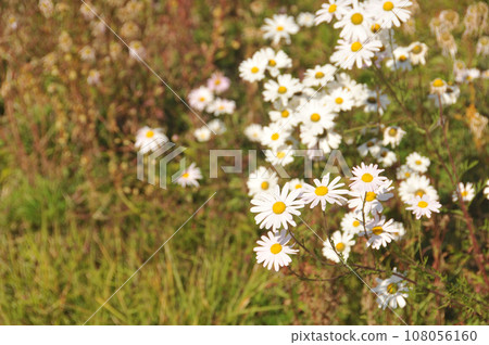 Group of beautiful cute daisy white flowers in the afternoon in Autumn Group of beautiful cute daisy white flowers in the afternoon in Autumn 108056160