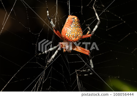 Araneus iviei, the tropical orb weaver spider, Tortuguero, Costa Rica wildlife. 108056444