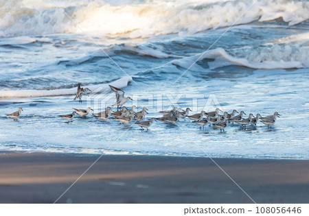 Western sandpiper, small shorebird. Tortuguero, Wildlife and birdwatching in Costa Rica. 108056446