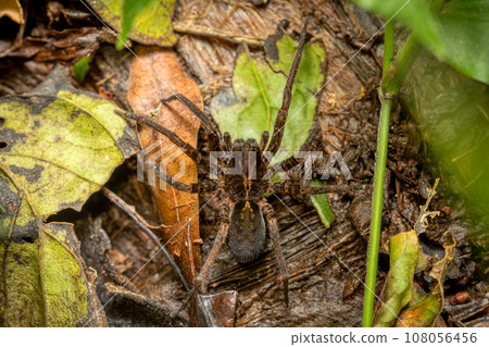 Wandering spiders from family ctenidae. 108056456