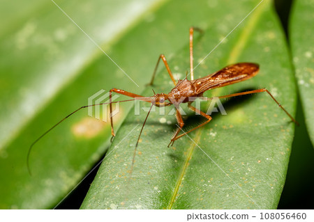 Reduviidae, true assassin bug. Refugio de Vida Silvestre Cano Negro, Costa Rica wildlife. Reduviidae, true assassin bug. Refugio de Vida Silvestre Cano Negro, Costa Rica wildlife. 108056460