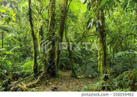 Dense Tropical Rain Forest, Santa Elena, Costa rica 108056462