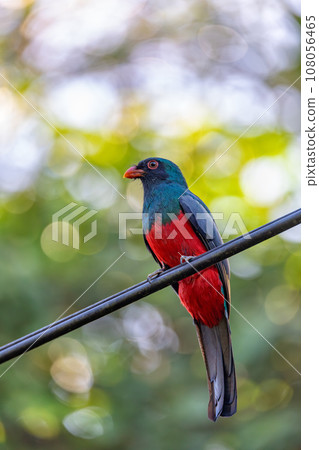 Slaty-tailed trogon, Trogon massena, passerine bird in Tortuguero, Wildlife and birdwatching in Costa Rica. Slaty-tailed trogon, Trogon massena, passerine bird in Tortuguero, Wildlife and birdwatching in Costa Rica. 108056465