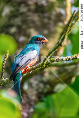Slaty-tailed trogon, Trogon massena, passerine bird in Tortuguero, Wildlife and birdwatching in Costa Rica. Slaty-tailed trogon, Trogon massena, passerine bird in Tortuguero, Wildlife and birdwatching in Costa Rica. 108056466