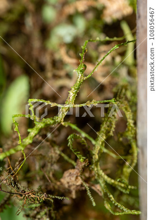 Trychopeplus laciniatus, species of stick insects, mossy animal. Monte Verde, Santa Elena, Costa Rica wildlife. 108056467