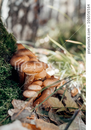 Freshly grown forest honey mushrooms Freshly grown forest honey mushrooms 108056584