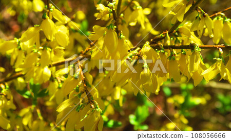 Landscape with yellow flowers of Forsythia 108056666