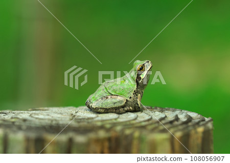 Tree frog looking up at something Tree frog looking up at something 108056907