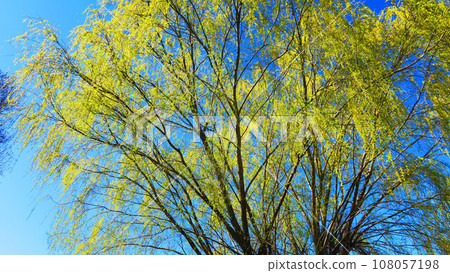 Landscape of willow and blue sky Landscape of willow and blue sky 108057198