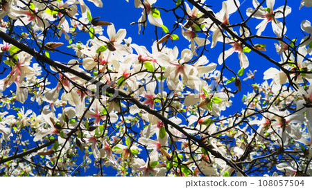 盛開的小布希花和藍天的風景 108057504