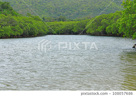 Ishigaki Island, Fukidori River Mangrove District Ishigaki Island, Fukidori River Mangrove District 108057686