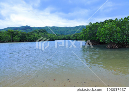 Ishigaki Island, Fukidori River Mangrove District Ishigaki Island, Fukidori River Mangrove District 108057687