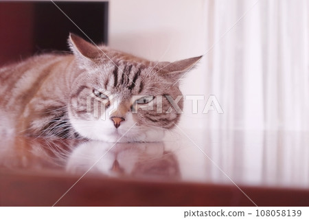 Cute cat looking sleepy at the table 108058139