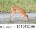 A fawn before sunset [Photo location: near the mouth of the Teshio River, Hokkaido] June 108058190