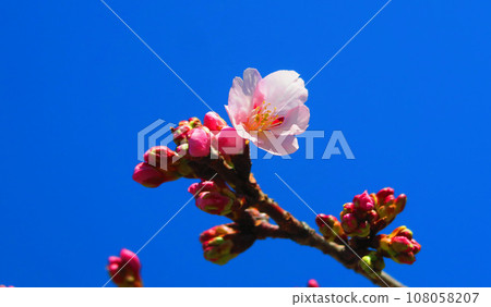 Spring scenery of Angyo cherry blossoms and blue sky 108058207