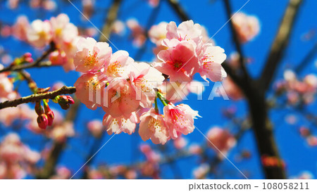 Spring scenery of Angyo cherry blossoms and blue sky 108058211