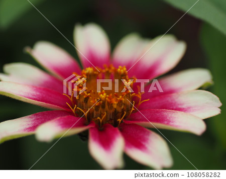 Bamboo grass Bamboo grass 108058282