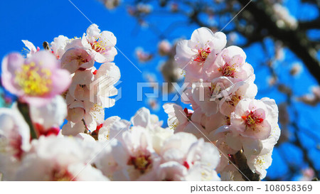 梅花藍天的春天風景 梅花藍天的春天風景 108058369