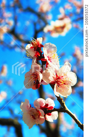 梅花藍天的春天風景 梅花藍天的春天風景 108058372