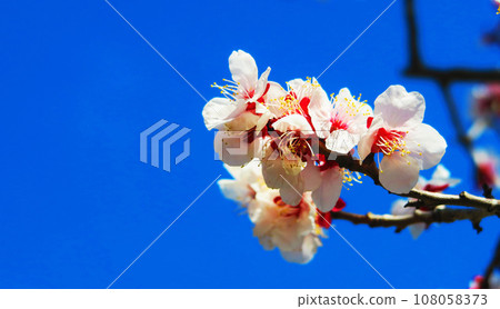 梅花藍天的春天風景 梅花藍天的春天風景 108058373
