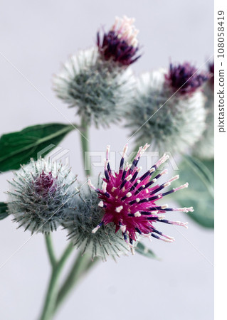 Burdock flowers close-up. Medicinal plant. Burdock flowers close-up. Medicinal plant. 108058419